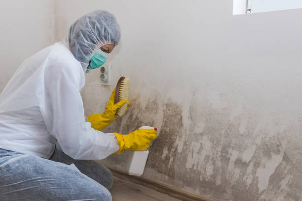 Best Water Damage & Mold Remediation  in Collins, MS